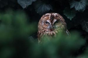 Tawny owl behind leaves photo