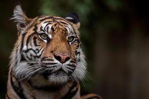 Portrait of Sumatran tiger photo