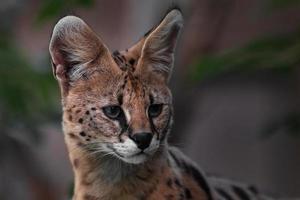 Portrait of serval photo