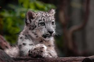 pequeño leopardo de las nieves foto