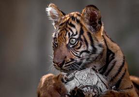 Little Sumatran tiger