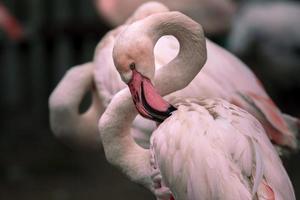 Portrait of Greater flamingo photo