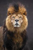 Portrait of Lion photo