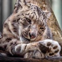 Snow leopard in zoo photo