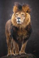 retrato de leon foto
