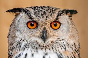 Eurasian Eagle Owl photo