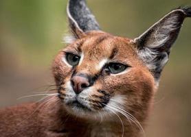 Portrait of Caracal photo