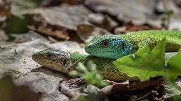 European green lizard photo