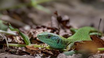 European green lizard photo