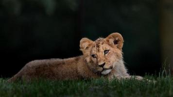 león africano del sur foto