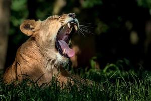 Portrait of Lion yawning photo