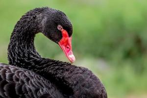 retrato de cisne negro foto