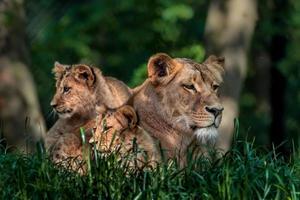 Lions family in grass