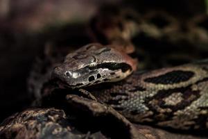 acrantophis dumerili en terrario foto