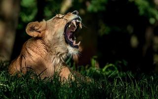 león bostezando en la hierba