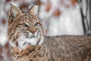 retrato de lynx rufus foto