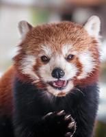 retrato de panda rojo foto