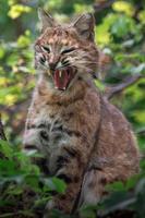 Portrait of Bobcat photo