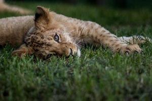 león africano del sur foto