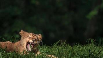 Portrait of Lion yawning photo