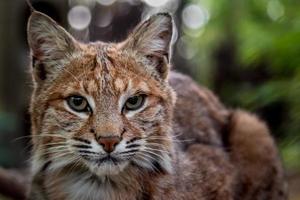 retrato de lince foto