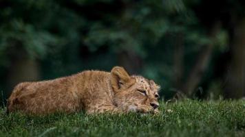 león africano del sur foto