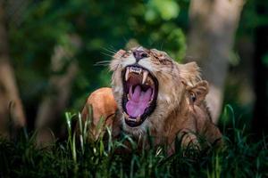 Portrait of Lion yawning photo