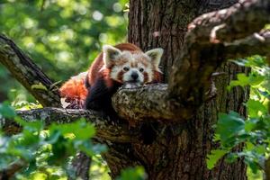 panda rojo descansando foto