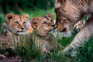 familia de leones en el zoológico foto