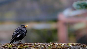 Portrait of Eurasian blackbird photo