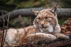 Portrait of Carpathian Lynx photo