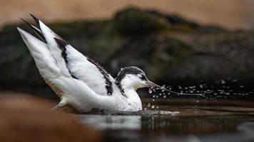 Pied avocet in wwater photo