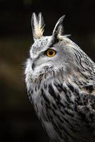 Eurasian eagle owl