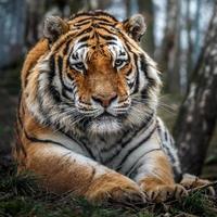 retrato de tigre siberiano