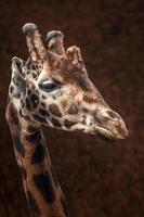 Portrait of Giraffe photo