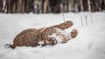 Portrait of Lynx rufus