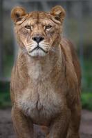 Portrait of Lion photo