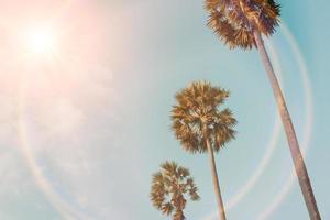 Tropical palm coconut trees on sunset sky flare and bokeh nature photo