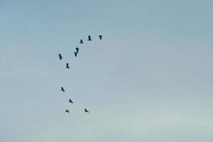 Copie el espacio en blanco verano cielo azul y nube blanca con pájaros volar metáfora libertad libre foto
