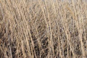 Textura de fondo de un campo sembrado con cultivos de cereales foto