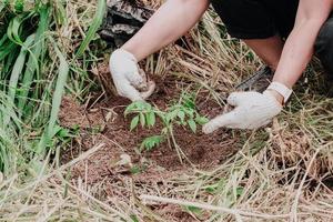 Planting trees in the forest