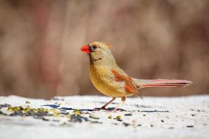 A female Northern Cardinal on a rock photo