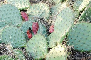 Green and red cactus photo