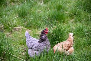 chicken in the farmers back yard photo