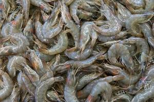 gambas en el mercado de pescado foto