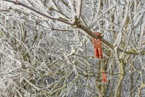 Plastic device containing pheromones as an insecticide replacement against the vine moth hang in an icy shrub photo