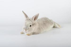 pequeño y dulce conejo de pascua foto