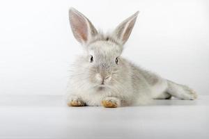 pequeño y dulce conejo de pascua foto