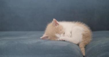 little fluffy cute kitten sleeping on the sofa video