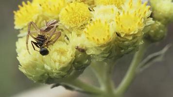 Krabbenspinne auf einer gelben Blume video